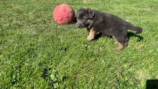 Deutsche Reinrassige Schäferhund Welpen mit geradem Rücken Deutsche Reinrassige Schäferhund Welpen mit geradem Rücken