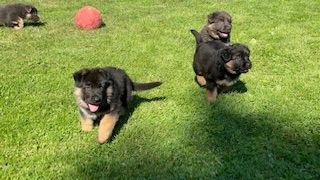 Deutsche Reinrassige Schäferhund Welpen mit geradem Rücken Deutsche Reinrassige Schäferhund Welpen mit geradem Rücken