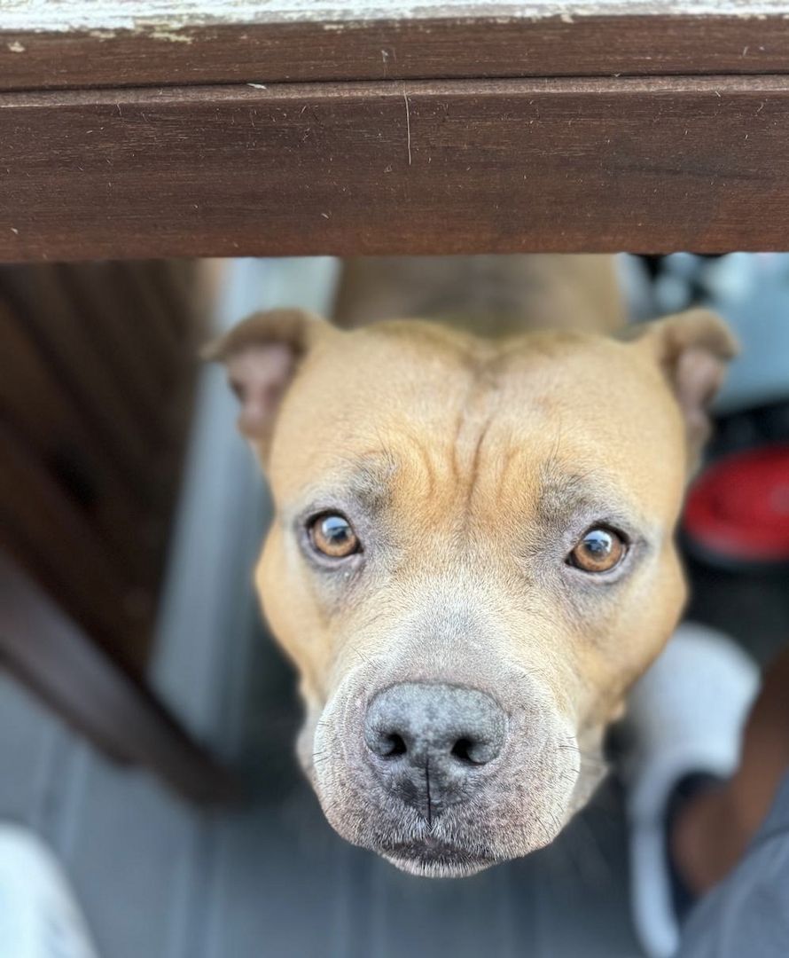 American Bulldog Hündin American Bulldog Hündin