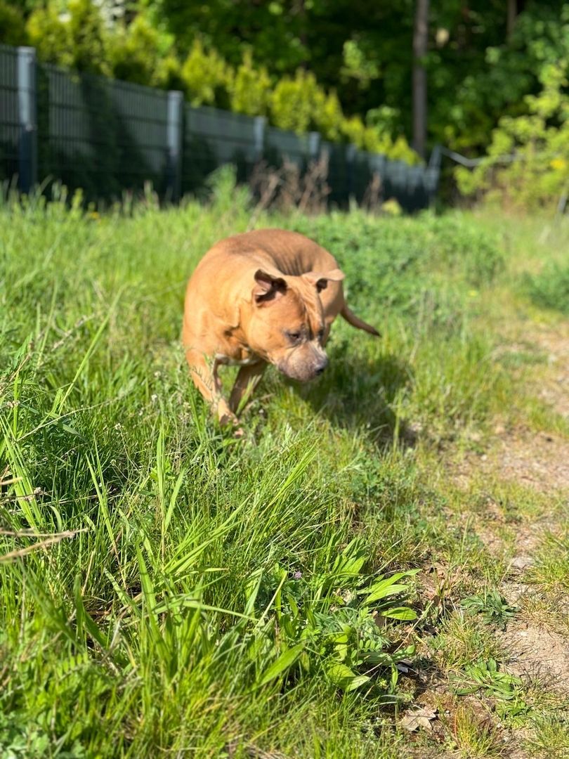 American Bulldog Hündin American Bulldog Hündin