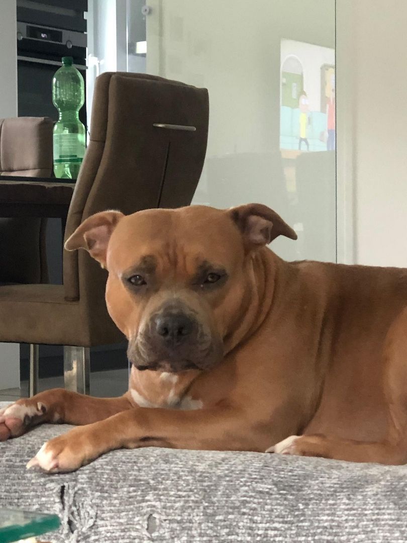 American Bulldog Hündin American Bulldog Hündin