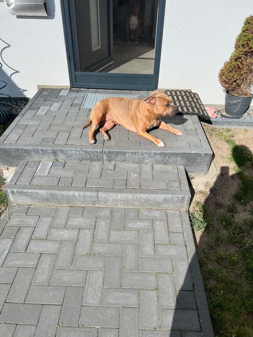 American Bulldog Hündin American Bulldog Hündin