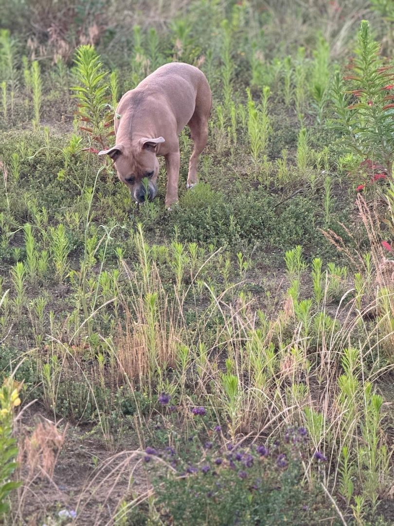 American Bulldog Hündin American Bulldog Hündin