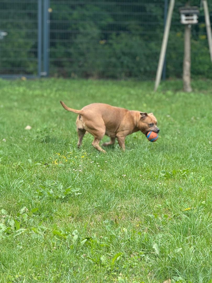 American Bulldog Hündin American Bulldog Hündin