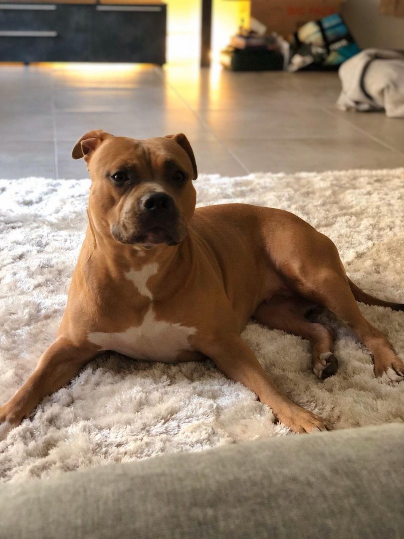 American Bulldog Hündin American Bulldog Hündin