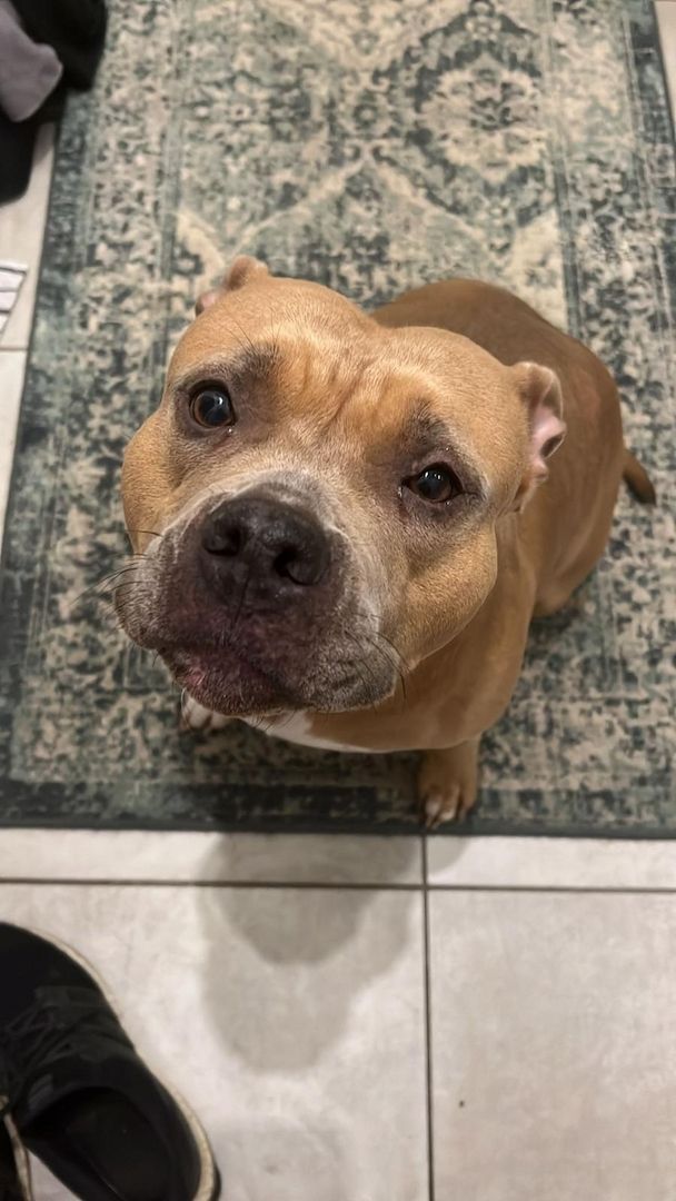 American Bulldog Hündin American Bulldog Hündin