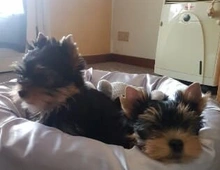 Yorkshire Terrier Welpe in liebevolle Hände abzugeben. ,, xcxc