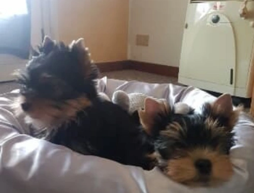 Yorkshire Terrier Welpe in liebevolle Hände abzugeben. ,, xcxc