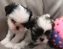 Shih tzu Welpen ,,