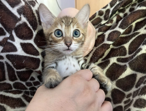 Bengal - Kitten 290€