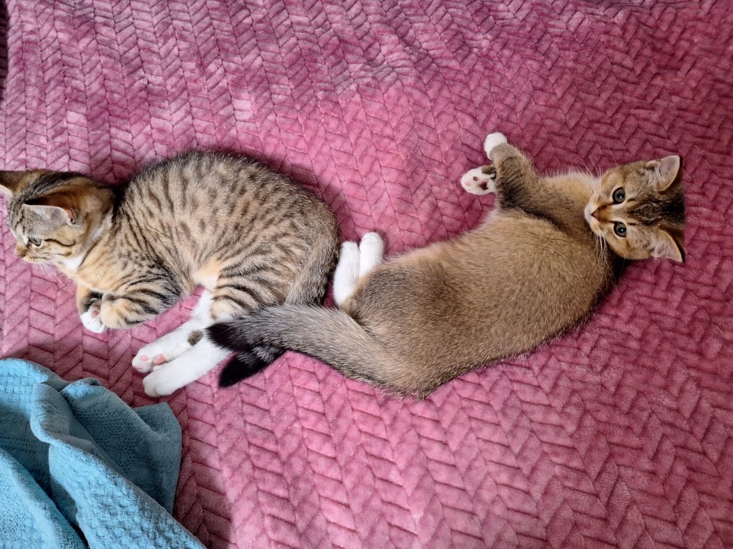 BKH Kitten Mix 12 Wochen Alt