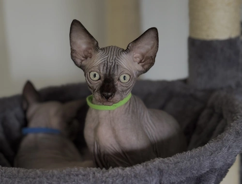 Canadian Sphynx Kitten