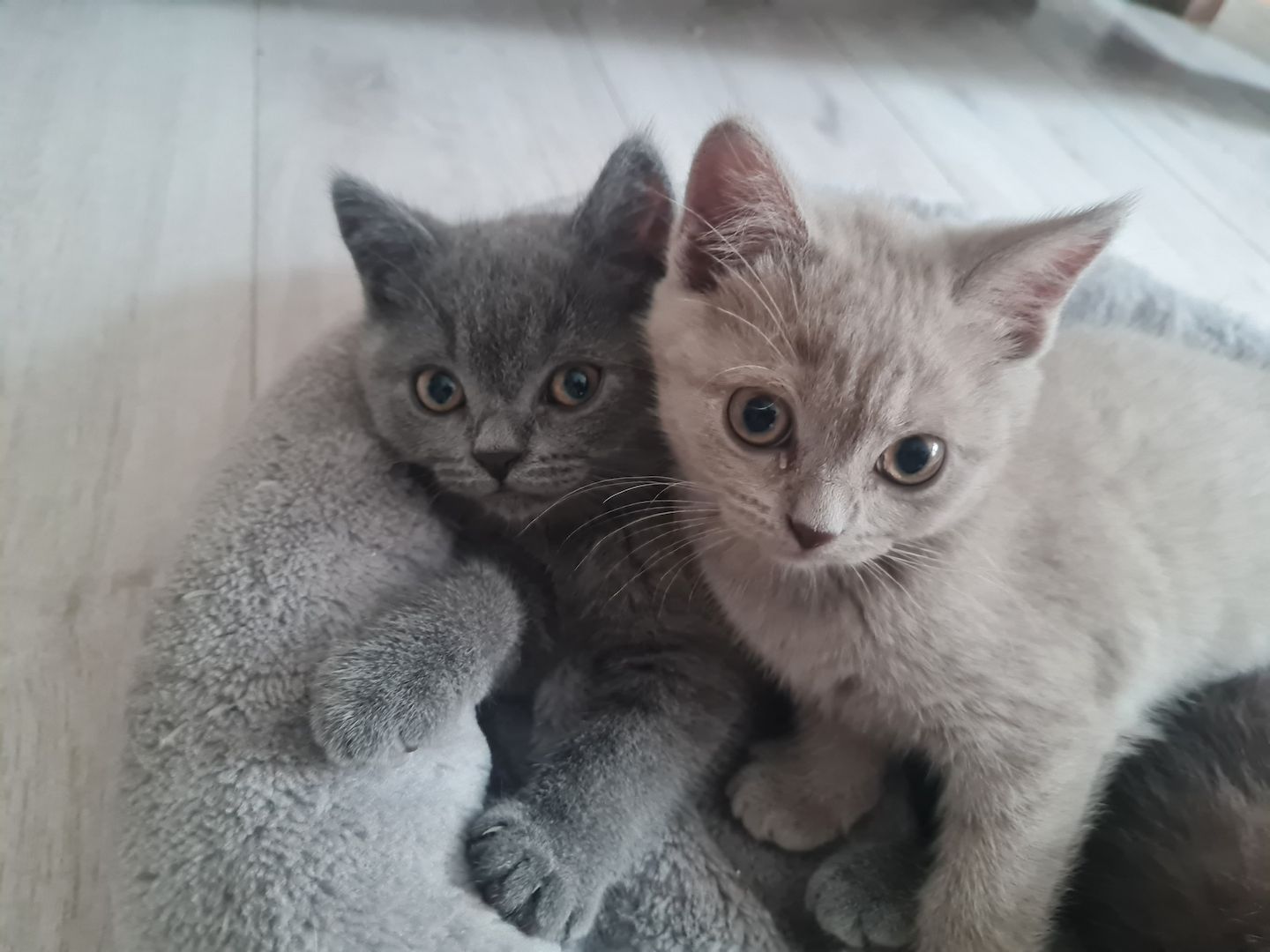 BKH Kätzchen BKH Kätzchen