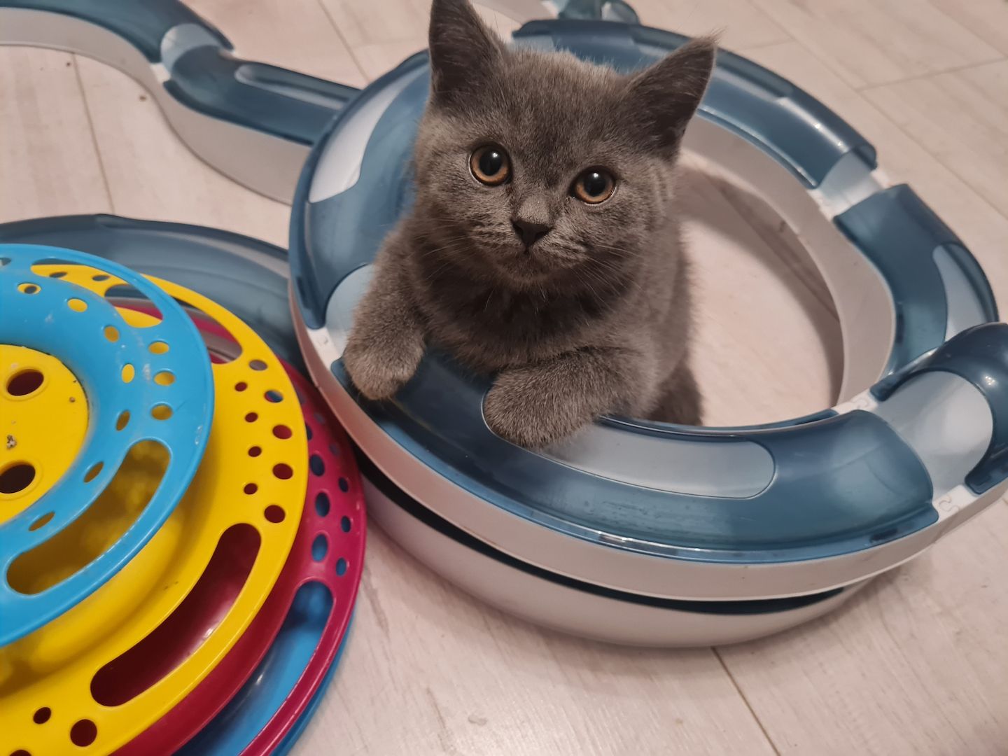 BKH Kätzchen BKH Kätzchen