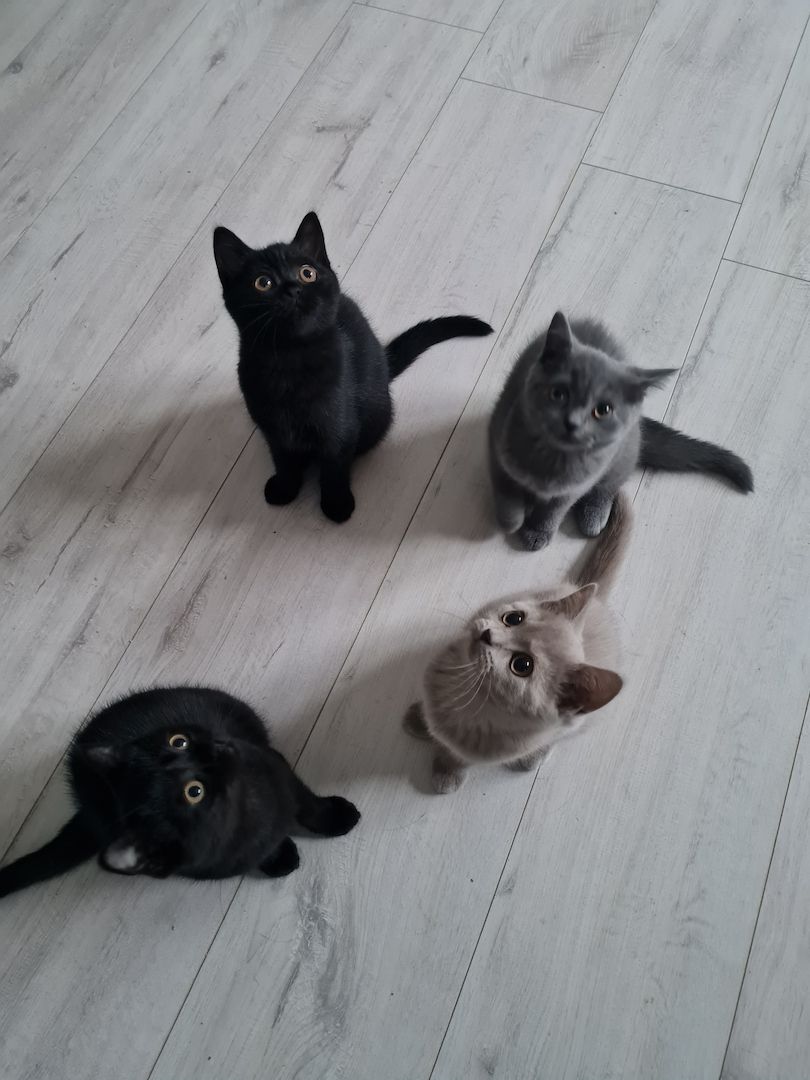 BKH Kätzchen BKH Kätzchen