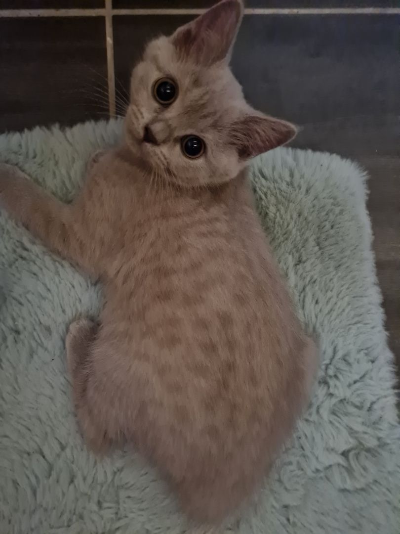 BKH Kätzchen BKH Kätzchen