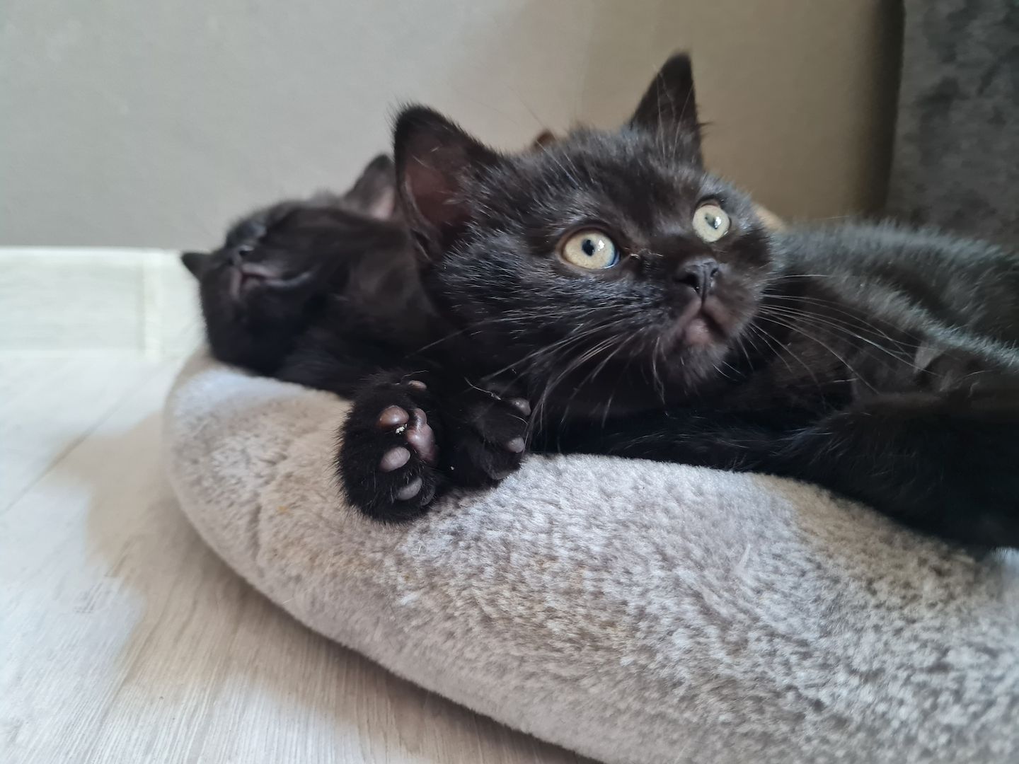 BKH Kätzchen BKH Kätzchen