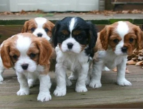 Cavalier-King-Charles Spaniel mit Papieren whatsapp Nummer (+37069673271)