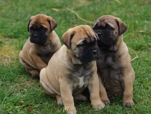 Bullmastiff Welpen mit Ahnentafel whatsapp Nummer (+37069673271)