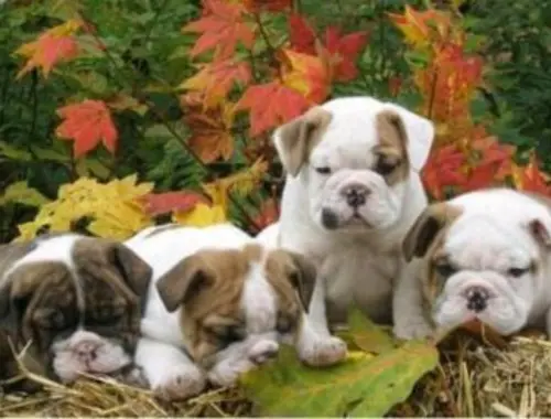 Englische Bulldogge Welpen mit papieren whatsapp Nummer (+37069673271)