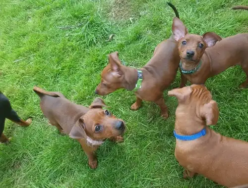 Zwergpinscher Welpen 4 Hündinnen und 3 Rüden mit Papieren  whatsapp Nummer (+37069673271)