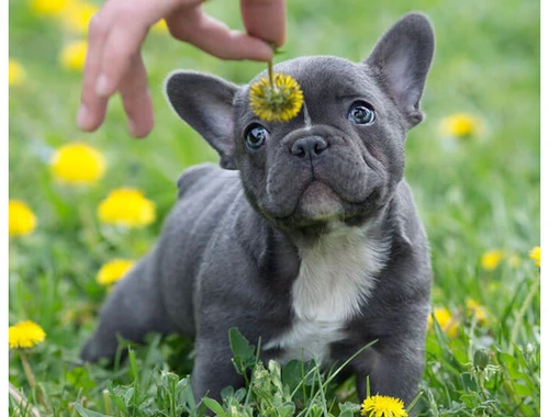 Französische Bulldogge Welpen mit Papieren whatsapp Nummer (+37069673271)