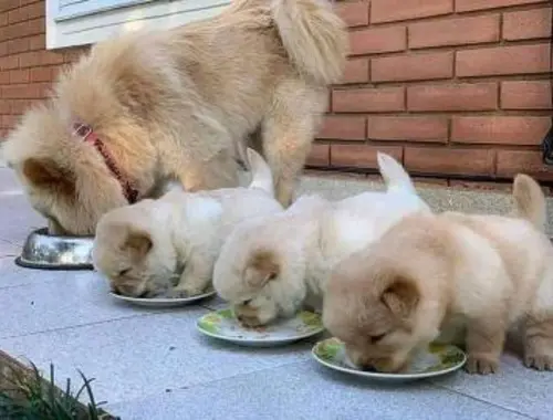 Chow Chow Welpen 4 Jungs und 3 Mädchen mit papieren whatsapp Nummer (+37069673271)