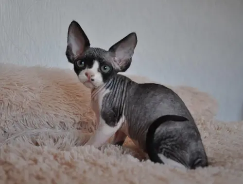 Devon Rex-Kätzchen