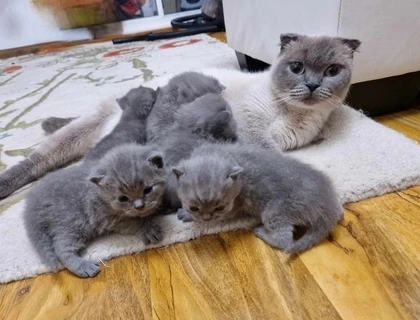 Scottish Fold-Kätzchen