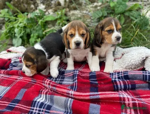 Entzückende Beagle-Welpen