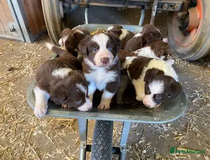 Entzückende Border-Collie-Welpen