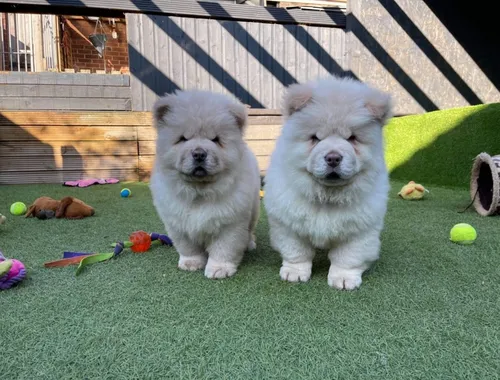 Entzückende Chow-Chow-Welpen