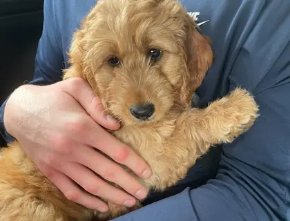 Entzückende Goldendoodle-Welpen