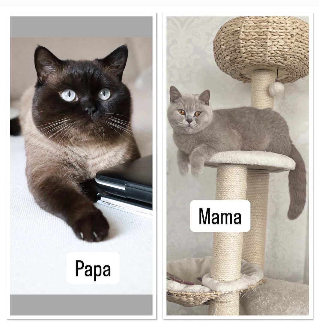 Reinrassige BKH Kitten Reinrassige BKH Kitten