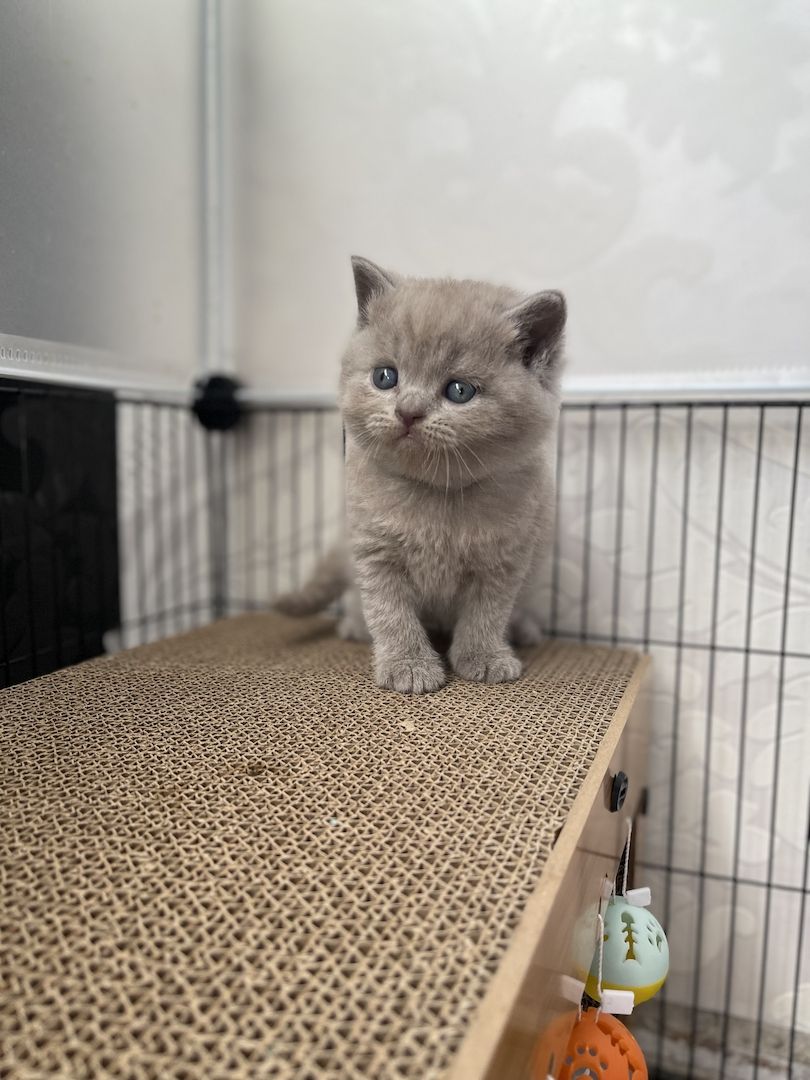 Reinrassige BKH Kitten Reinrassige BKH Kitten