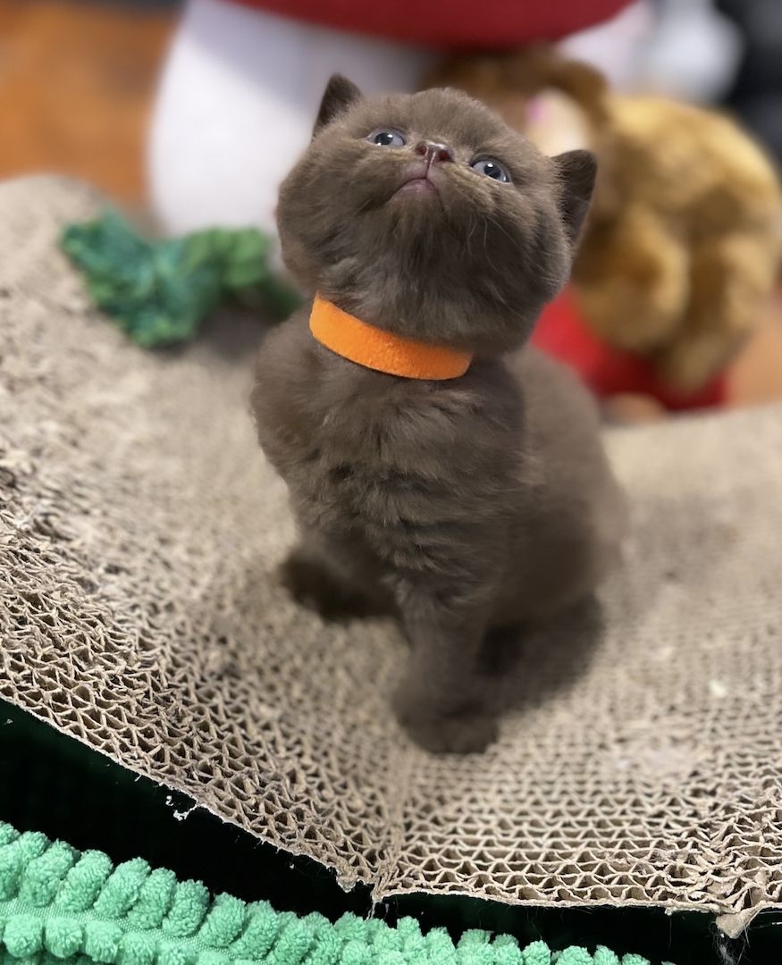 Reinrassige BKH Kitten Reinrassige BKH Kitten