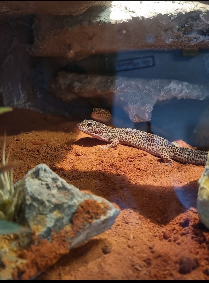 0.3. Leopardgeckos mit Terrarium und Zubehör
