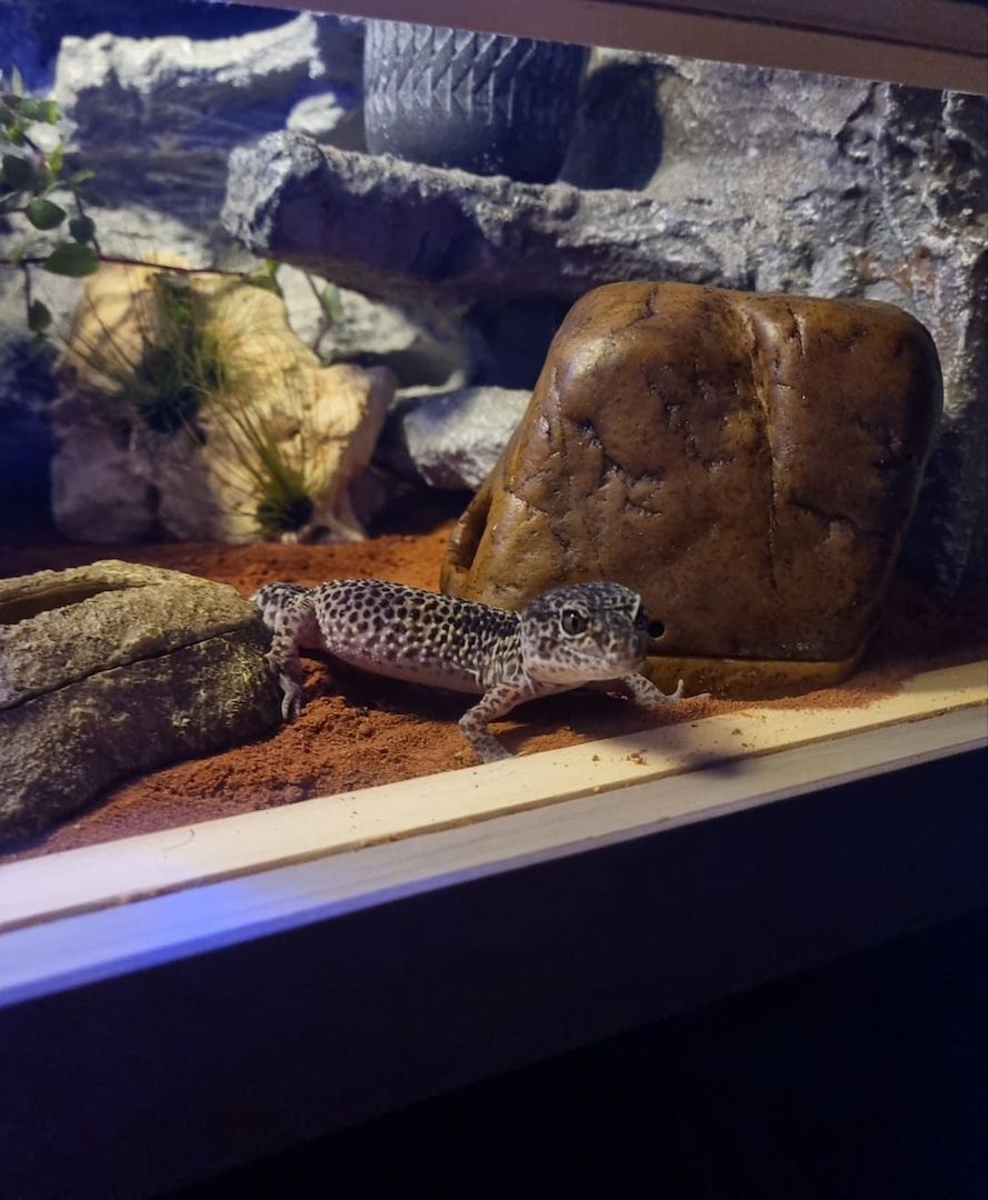 0.3. Leopardgeckos mit Terrarium und Zubehör