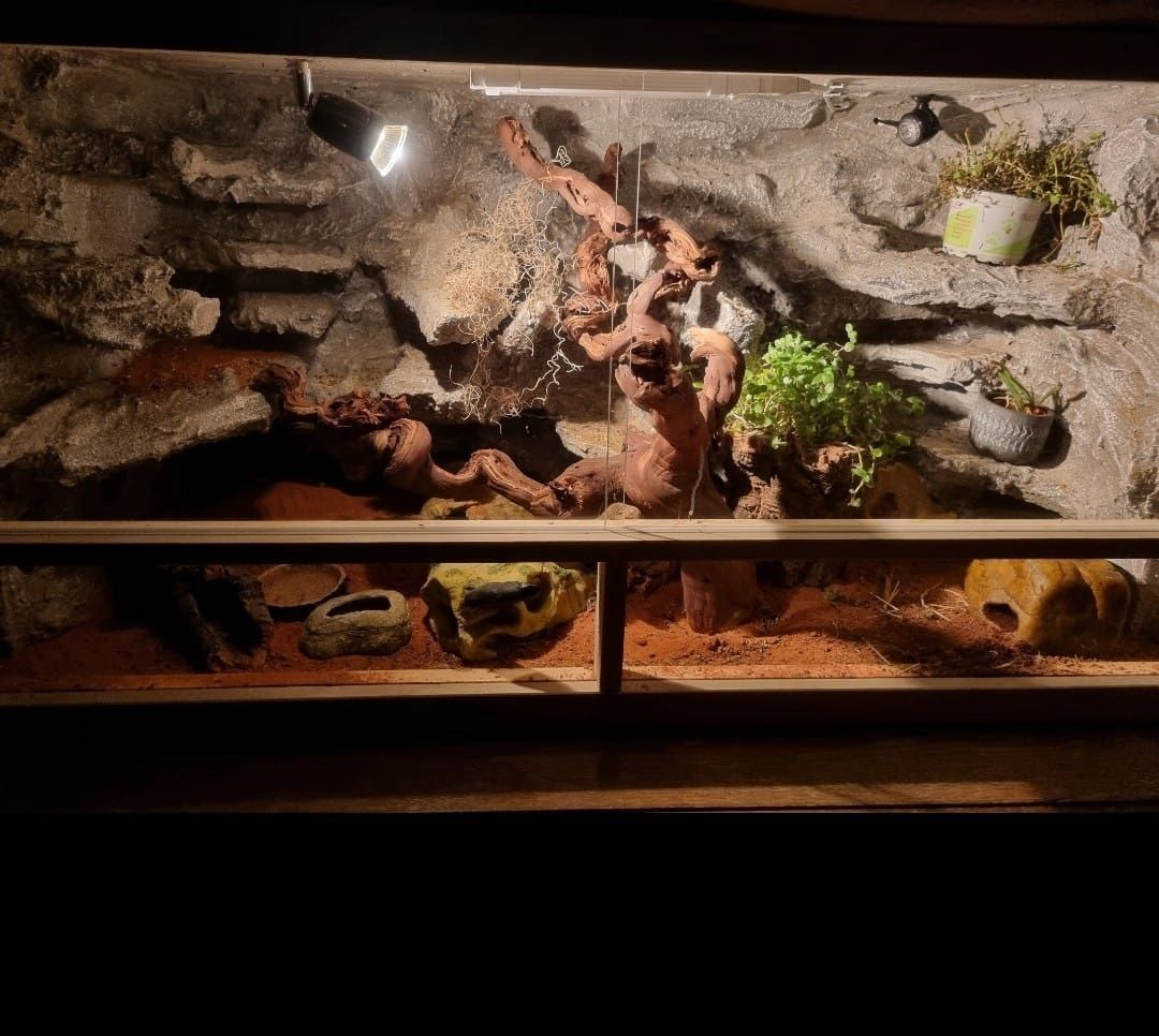 0.3. Leopardgeckos mit Terrarium und Zubehör