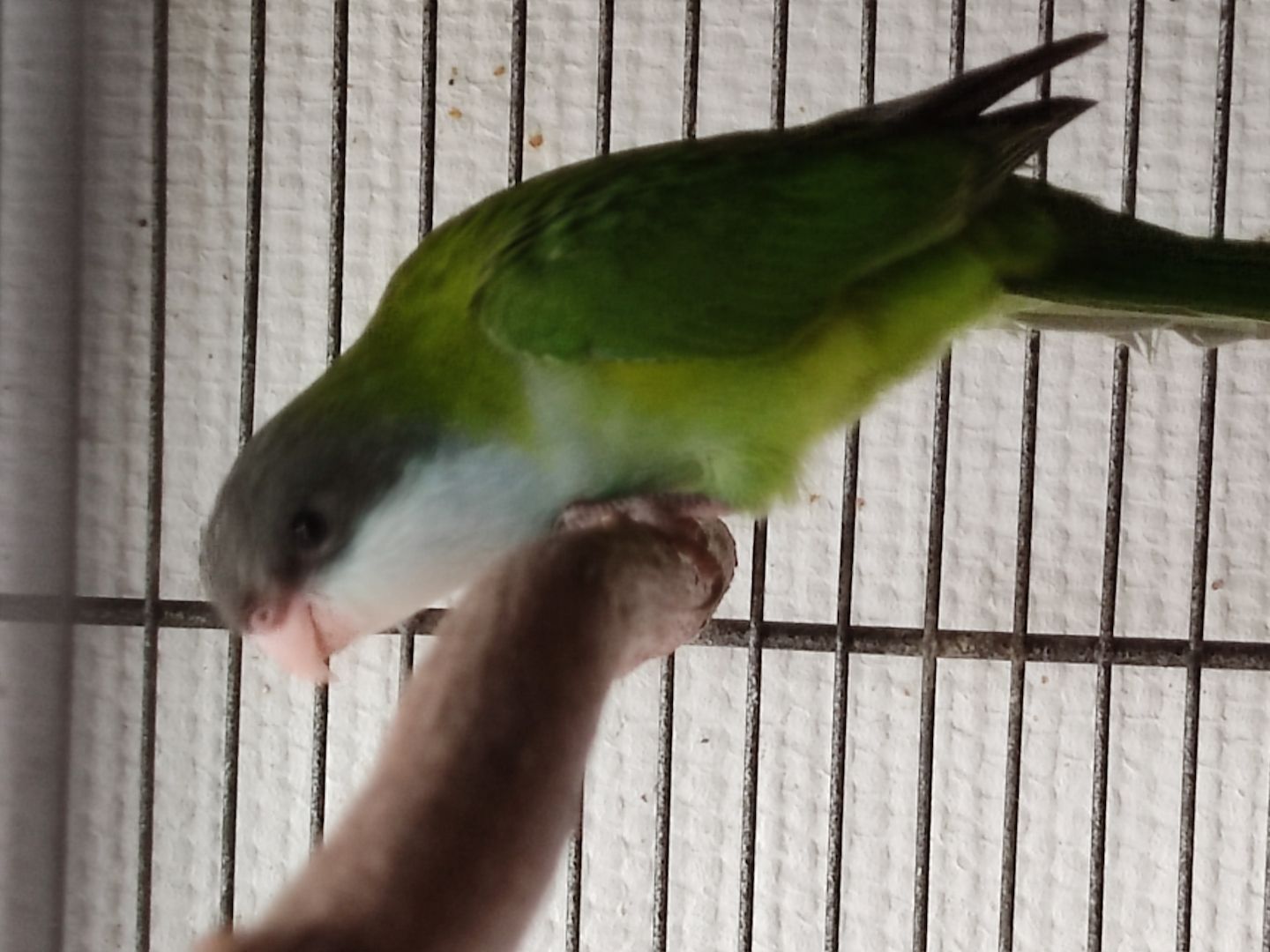 Junge Aymarasittiche