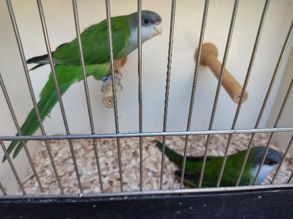 Junge Aymarasittiche