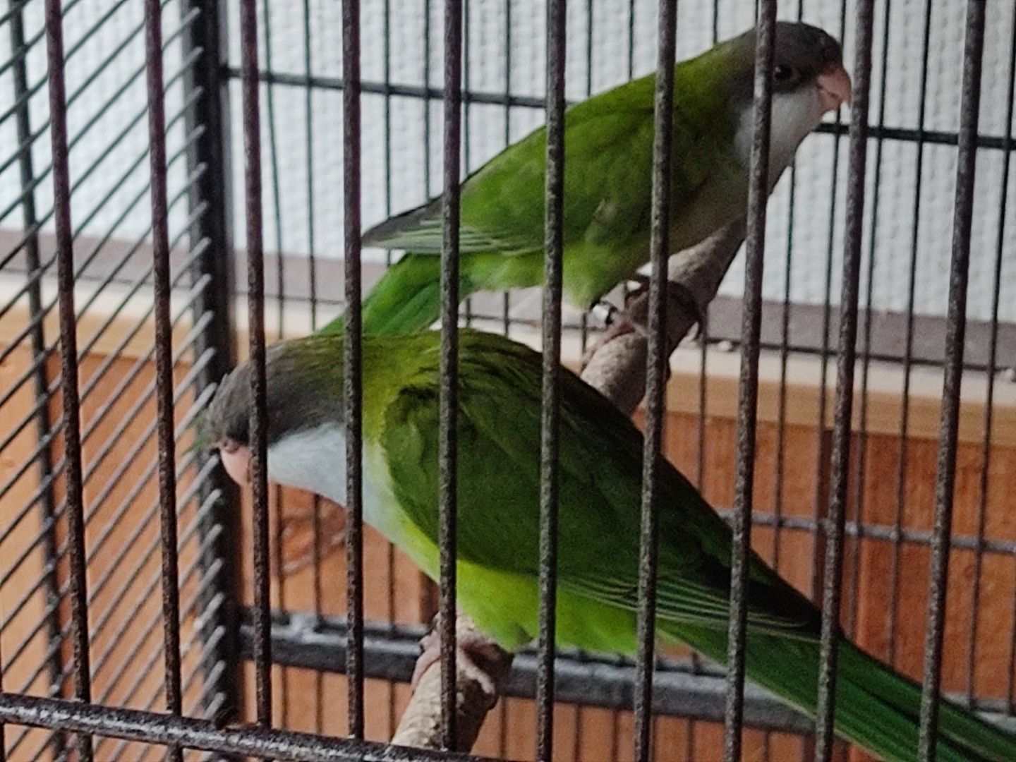 Junge Aymarasittiche