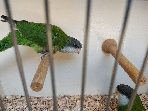 Junge Aymarasittiche