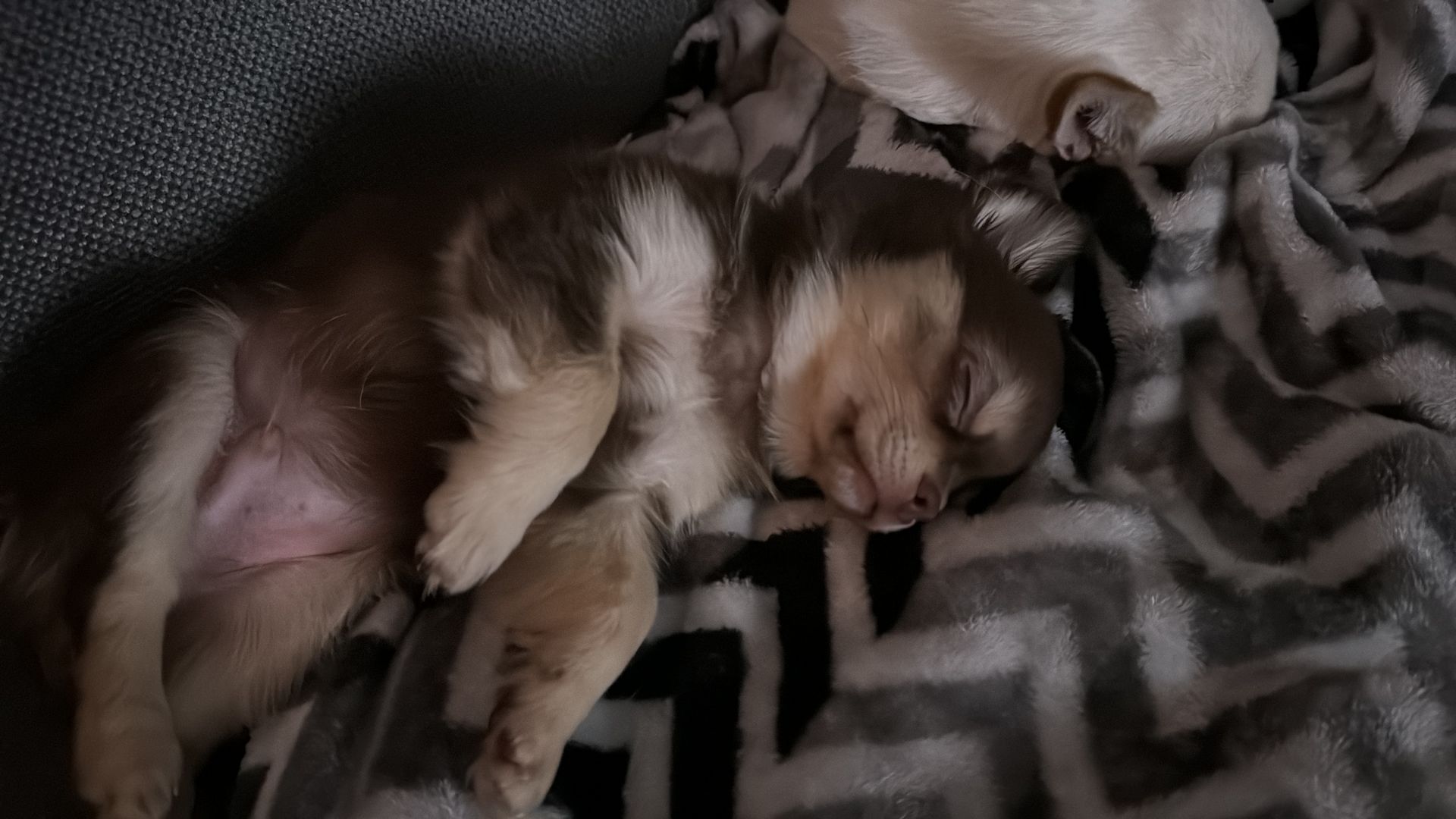 Welpe Chihuahua Schoko tan