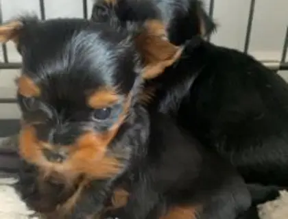 9 Wochen alte Teacup-Yorkie-Welpen