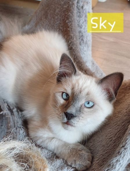 Unser Neva Masquarade Kater sucht ein neues Zuhause.