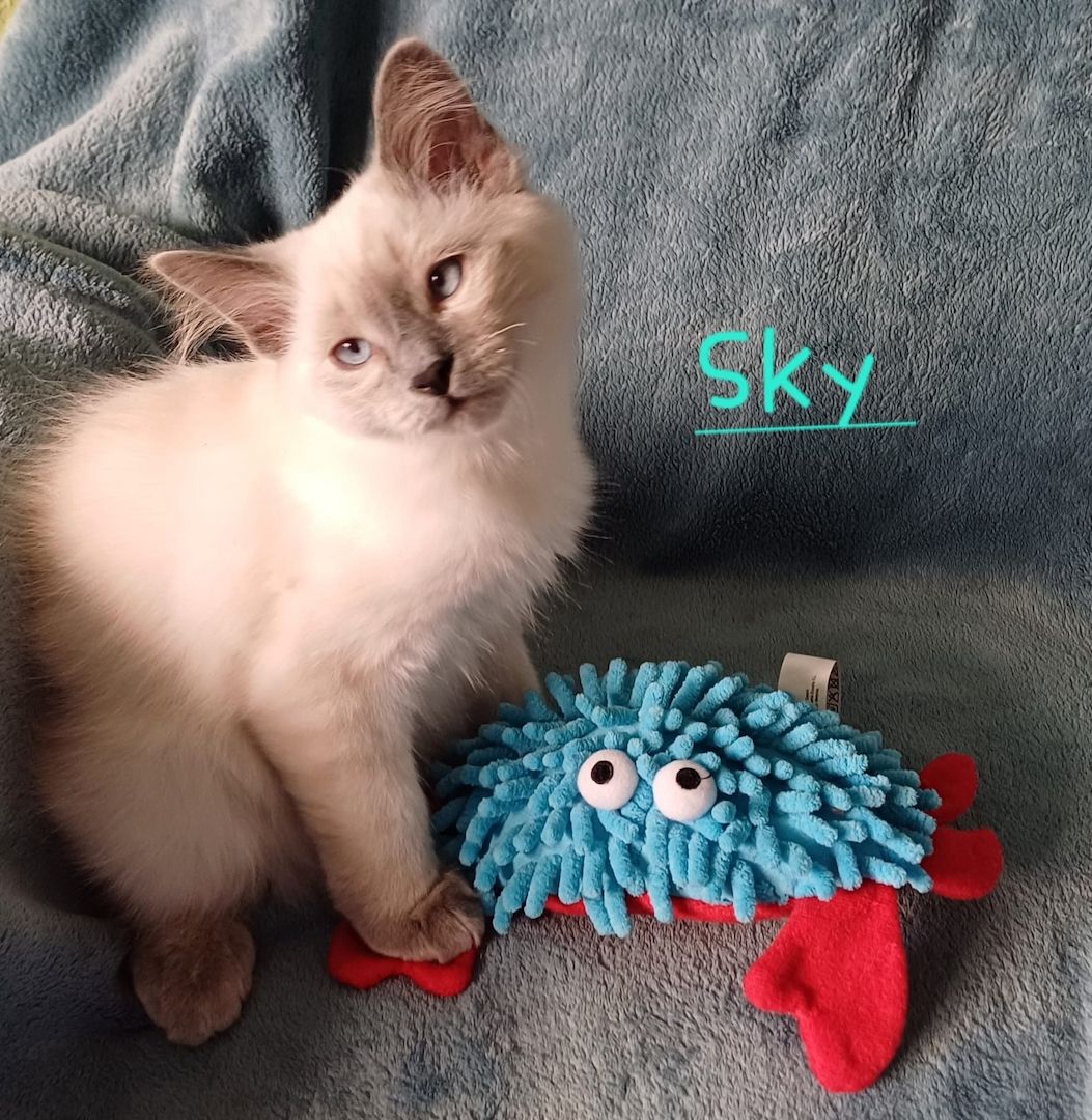 Unser Neva Masquarade Kater sucht ein neues Zuhause.