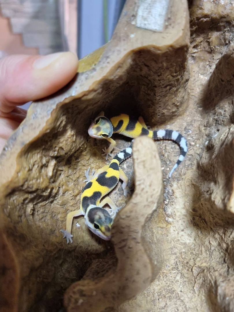 Leopardgeckos