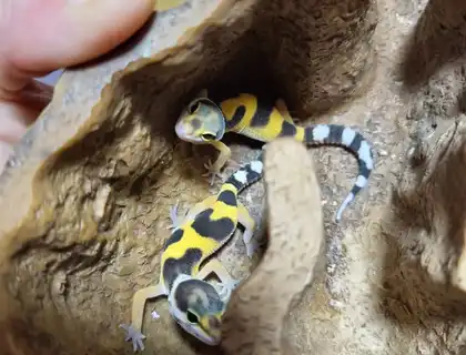 Leopardgeckos