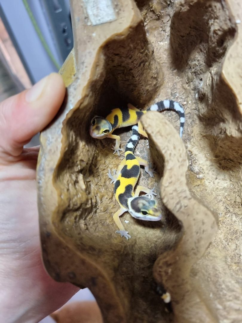 Leopardgeckos